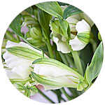 Альстромерия белая